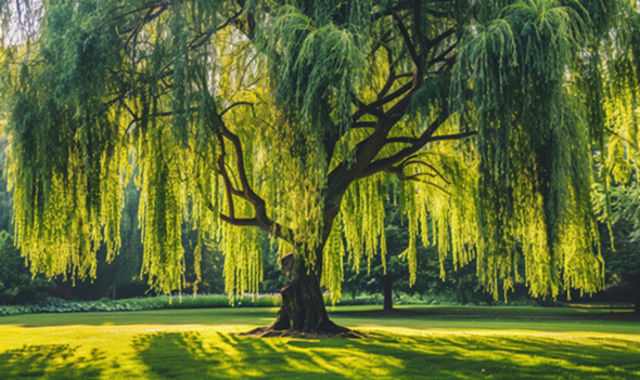 - (Pflanzen, Natur, Baum)