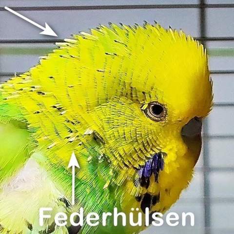 - (Biologie, Tierhaltung, Wellensittich)