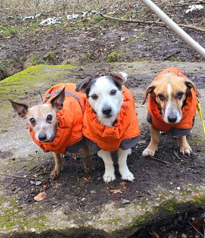 - (Hund, Welpen, Rasse)