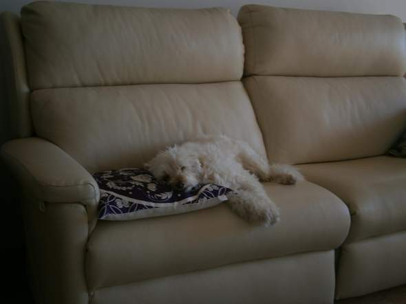 - (Psychologie, Tiere, Hund)