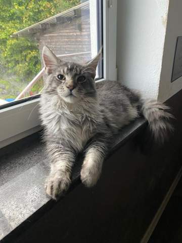 - (Maine Coon, Rassekatzen)