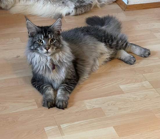 - (Maine Coon, Rassekatzen)