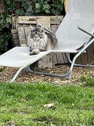 - (Maine Coon, Rassekatzen)