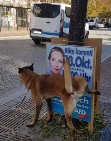 Bild zum Beitrag