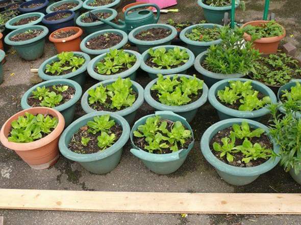 - (Garten, Gemüse, Netz)