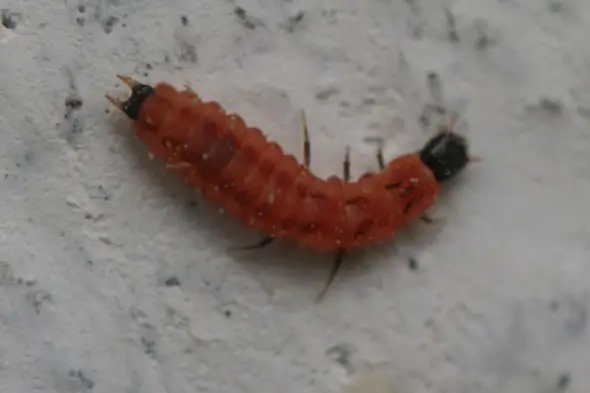 - (Insekten, Ungeziefer, Insektenbestimmung)