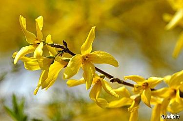 - (Garten, Ostern, gelb)