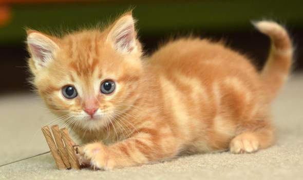 - (Katze, Katzenbilder)