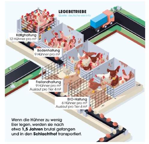 - (Leben, gesunde Ernährung)