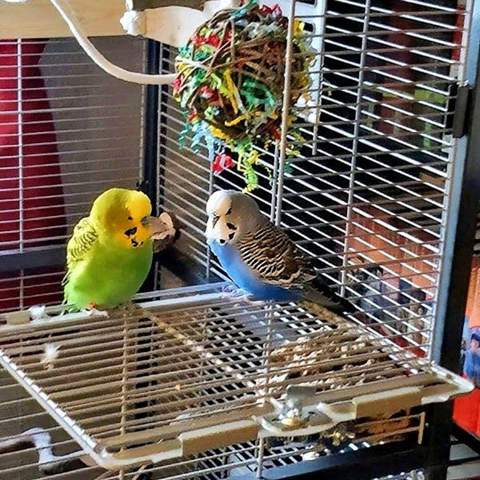 - (Wellensittich, Wellensittichhaltung, Vogelhaltung)