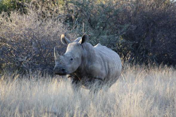 - (Afrika, Wildtiere)
