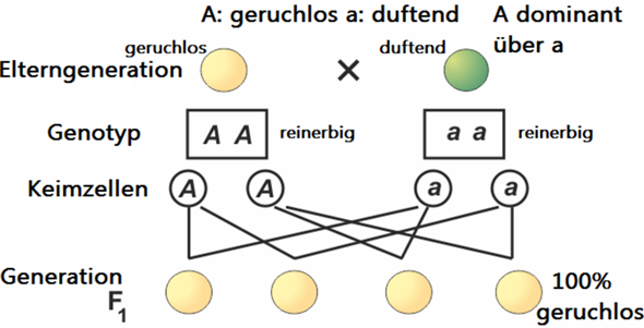 - (Biologie, Gymnasium, Genetik)