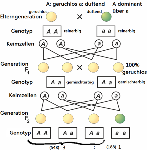 - (Biologie, Gymnasium, Genetik)