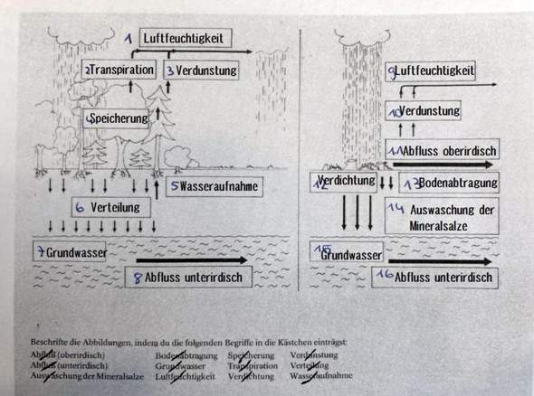 - (Biologie, Geografie, Ökologie)