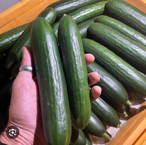 - (Jungs, Penis)