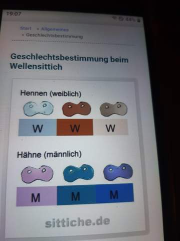 - (Tierhaltung, Geschlecht, Wellensittich)
