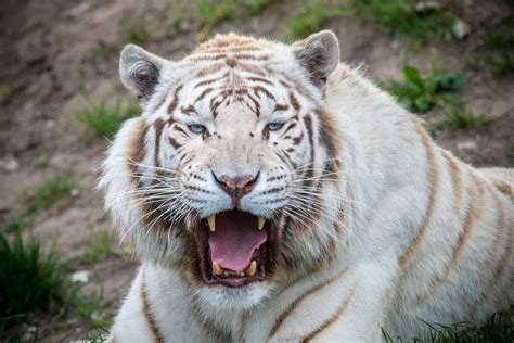 - (Tiere, Löwe, Tiger)