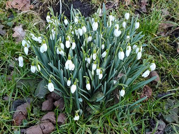 - (Garten, Natur, Blumen)