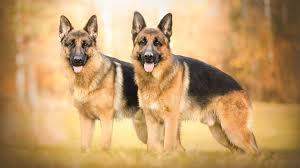 - (Tiere, Hund, Katze)