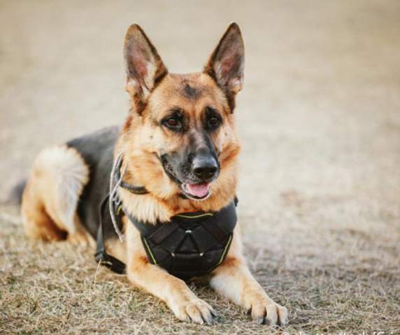 - (Tiere, Hund, Katze)