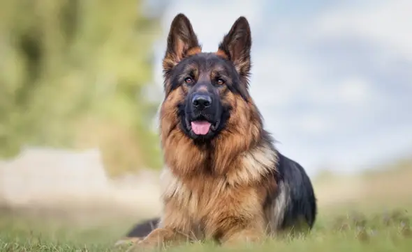 - (Tiere, Hund, Katze)