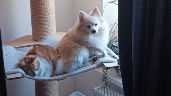 - (Hund, Katze, Meinungsäußerung)