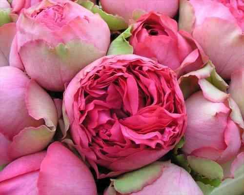 - (Blumen, Pflanzenpflege, Rosen)