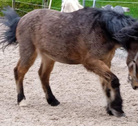 - (Pferd, Reiten, Pony)
