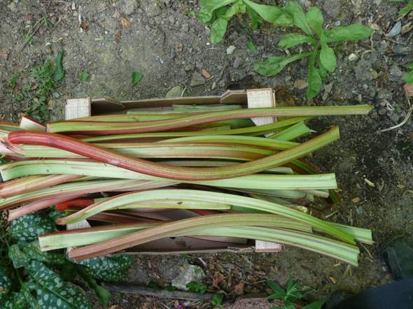 - (Rezept, Gemüse, März)