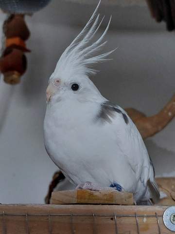 - (Flecken, Vögel, Nymphensittich)