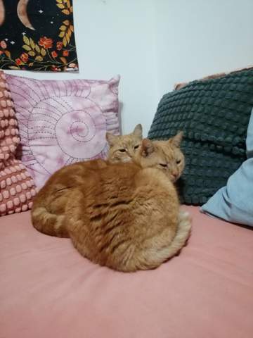 - (Katze, Haustiere, Katzenhaltung)