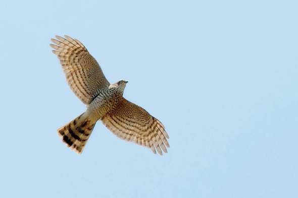 - (Biologie, Vogelart, Tierwelt)