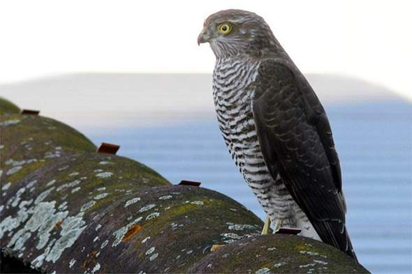 - (Biologie, Vogelart, Tierwelt)