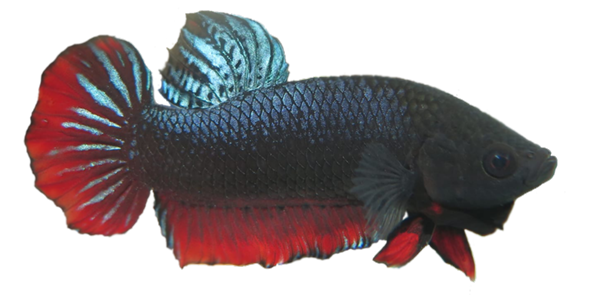 - (Aquarium, Geschlecht, Kampffisch)