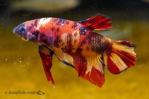 - (Krankheit, Wasser, Aquarium)
