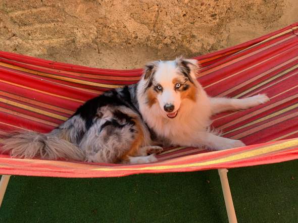 - (Gesundheit, Hunderasse, Hundezucht)