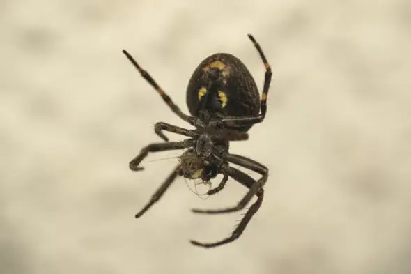 - (Spinnen, Spinnentiere, Hausspinne)