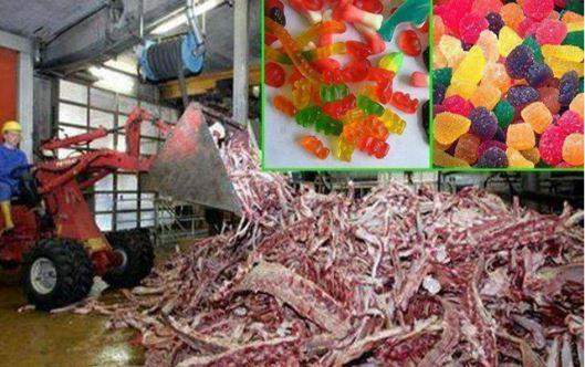 - (Fleisch, Süßigkeiten, Vegetarismus)