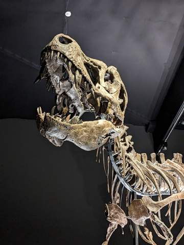 - (Tiere, Evolution, Dinosaurier)