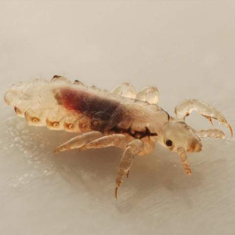 - (Insekten, Schädlinge, Ungeziefer)