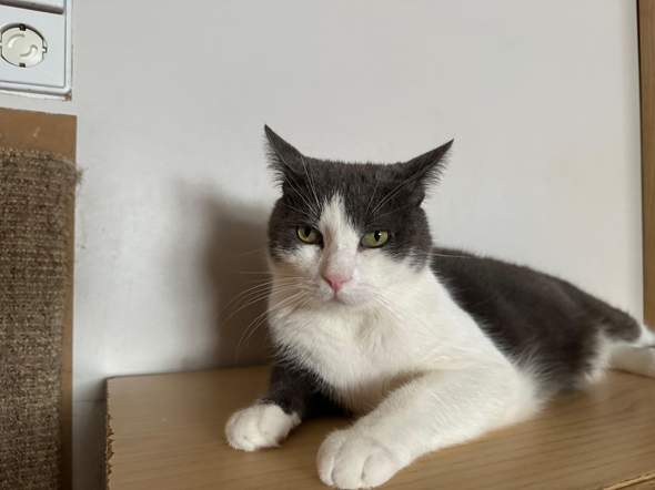 - (Tierhaltung, artgerechte Haltung, Katzenhaltung)