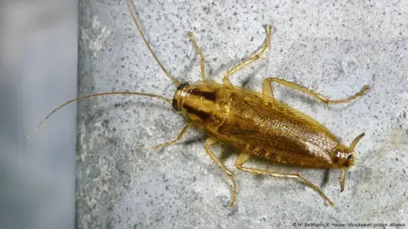 - (Insekten, Schädlinge, Ungeziefer)