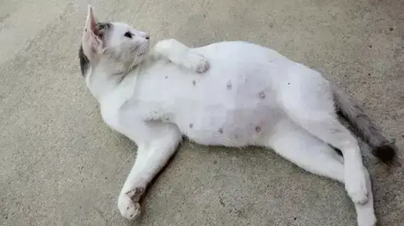 - (Katze, Tierarzt, Katzenverhalten)