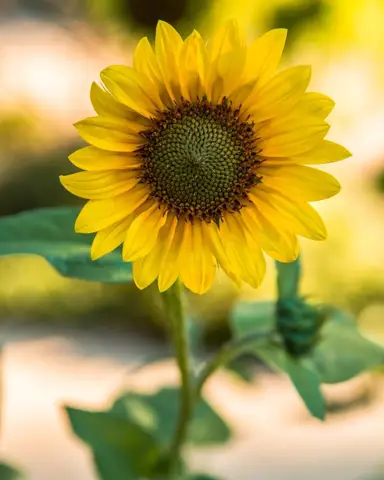 - (Blumen, Rosen, Frühling)