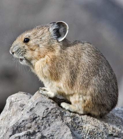 - (Tiere, Natur, Wildtiere)