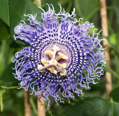 - (Blumen, Botanik, Gärtner)