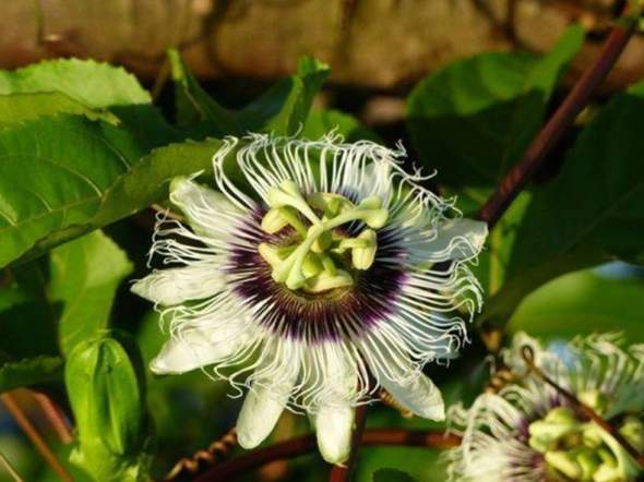- (Blumen, Botanik, Gärtner)