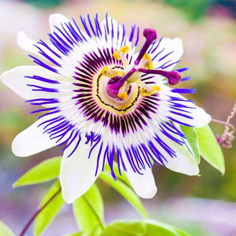 - (Blumen, Botanik, Gärtner)