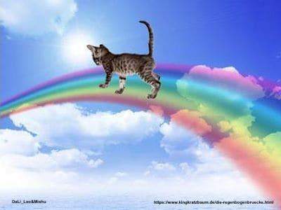 - (Tierarzt, Kater, Tiermedizin)