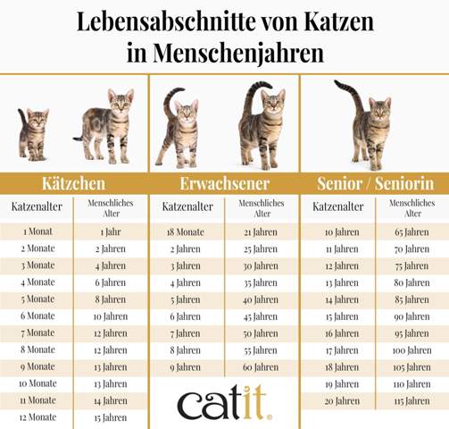 - (Katze, Haustiere, Kater)